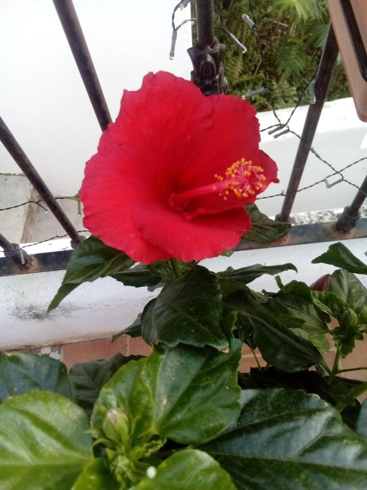 Appartamento Vista Terraza Illora Esterno foto
